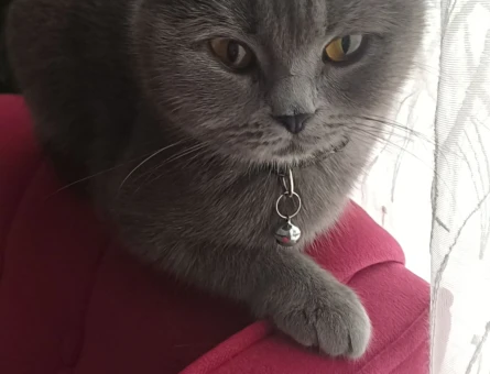 British Shorthair 1,5 Yaşında Kedim Eş Arıyor - 118975165
