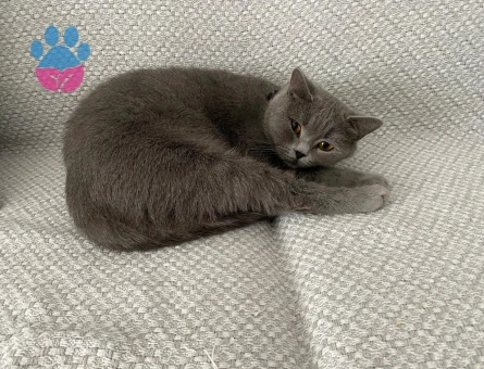 British Shorthair 1,5 Yaşında Kedim Eş Arıyor
