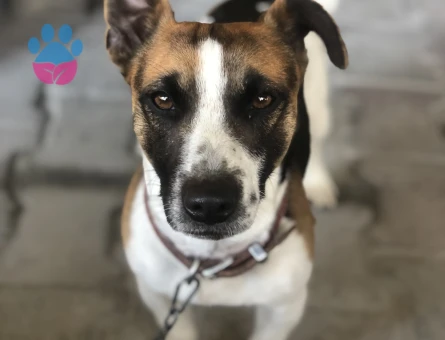 Jack Russel Oğlumuza eş arıyoruz