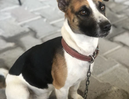 Jack Russel Oğlumuza eş arıyoruz - 118975167