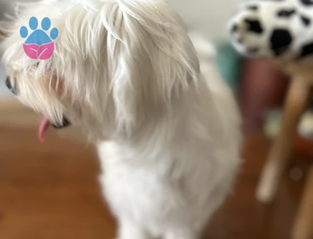 Maltese Terrier Dişi Kızgınlıkta