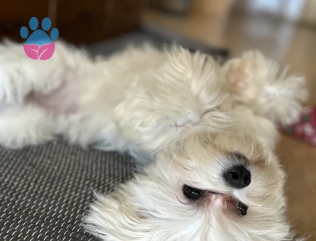 Maltese Terrier Dişi Kızgınlıkta