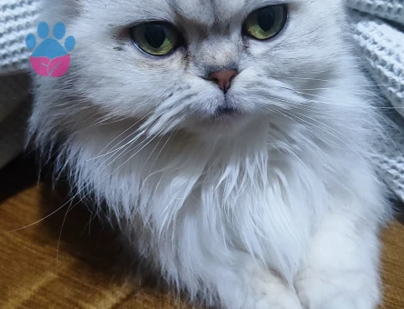 Chinciella persian dişi 2 Yaşında Eş Arıyor