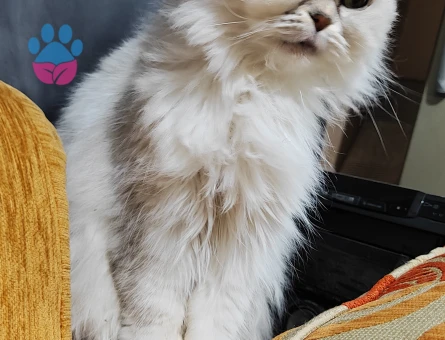 Chinciella persian dişi 2 Yaşında Eş Arıyor