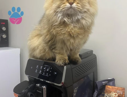 Yakışıklı Oğlumuza British Eş Arıyoruz