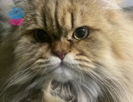 Yakışıklı Oğlumuza British Eş Arıyoruz