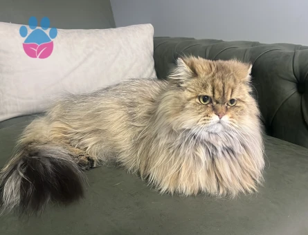 Yakışıklı Oğlumuza British Eş Arıyoruz