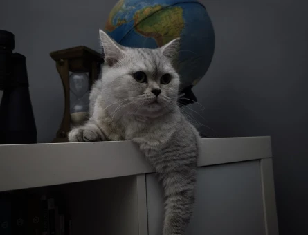 British Shorthair 5 Yaşında Damat Aranıyor - 118975180