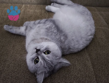 British Shorthair 5 Yaşında Damat Aranıyor