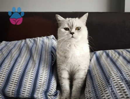 British Shorthair 5 Yaşında Damat Aranıyor