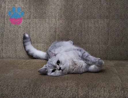 British Shorthair 5 Yaşında Damat Aranıyor