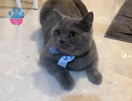 British Shorthair kedimize eş arıyoruz