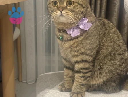 Scottish Fold Kızımıza eş arıyoruz