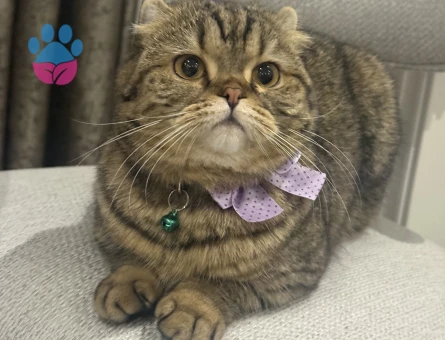 Scottish Fold Kızımıza eş arıyoruz