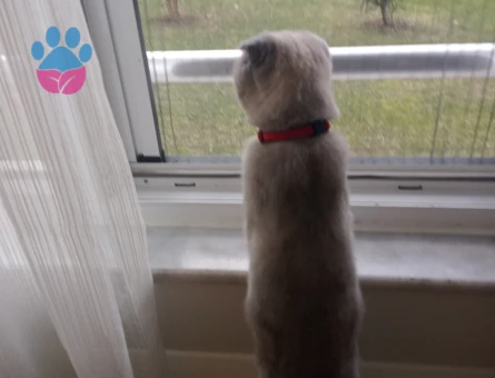 Scottish Fold Kızımıza eş arıyoruz