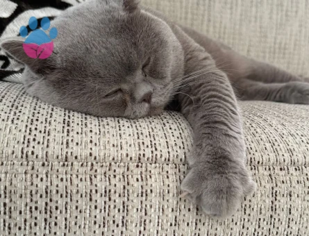 Alex Beye Eş arıyoruz ? Düz duvara tırmanıyor arkadaş , durum fena. Evi birbirine katıyor.