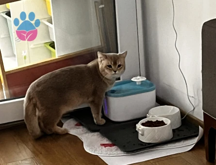 Tarcına eş arıyoruz