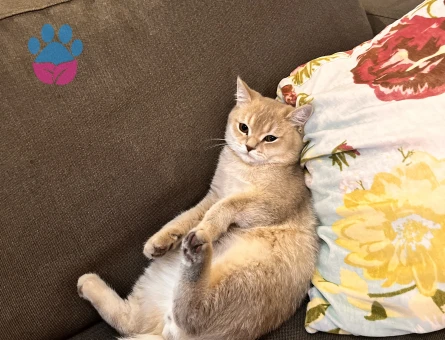 Tarcına eş arıyoruz