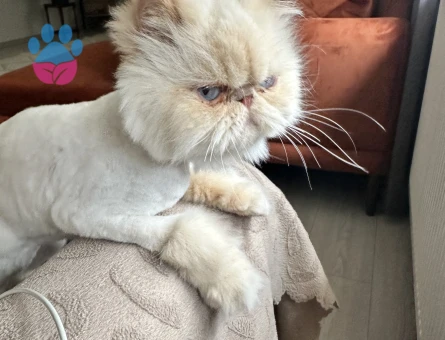 Güzel Kızımıza Yakışıklı Bir Eş Arıyoruz