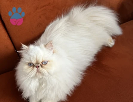 Güzel Kızımıza Yakışıklı Bir Eş Arıyoruz