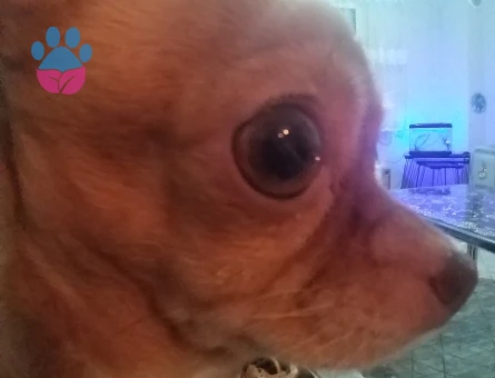 Dişi elma kafa şivava