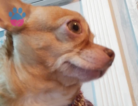 Dişi elma kafa şivava