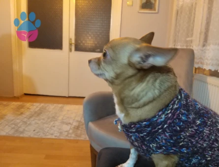 Dişi elma kafa şivava