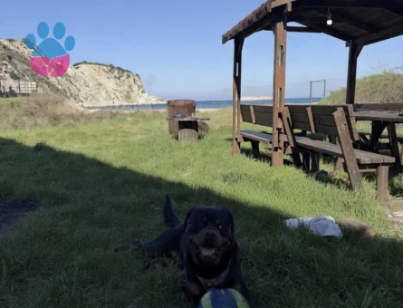 Oğluma dişi adayı arıyorum