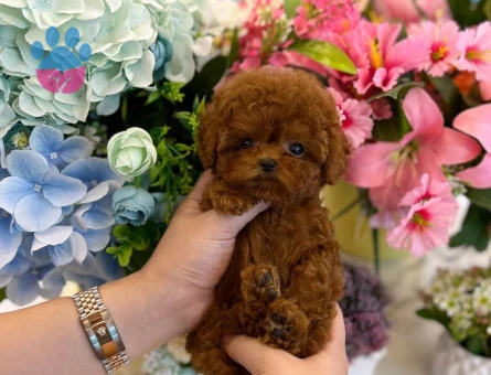 Teacup Kore Poodle Oğlum