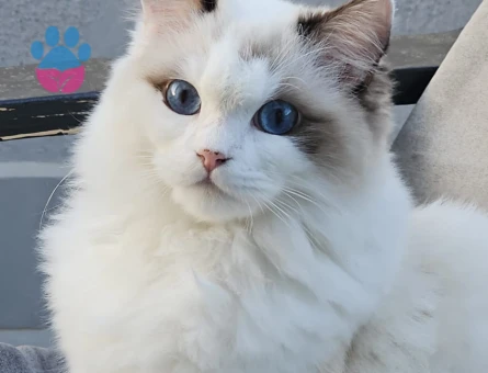 Ragdoll kızımıza Ragdoll eş arıyoruz