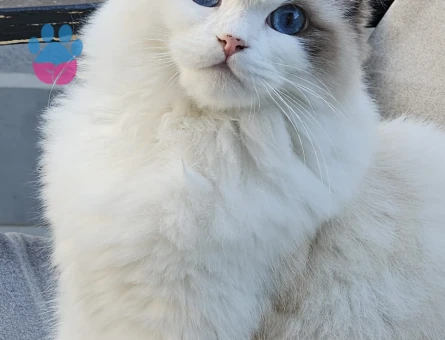 Ragdoll kızımıza Ragdoll eş arıyoruz