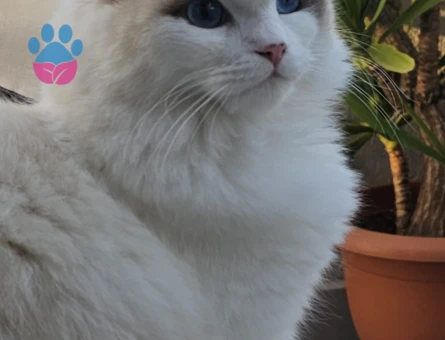 Ragdoll kızımıza Ragdoll eş arıyoruz