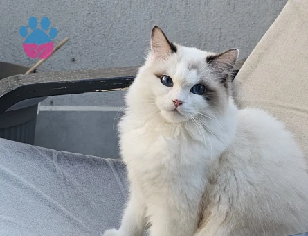 Ragdoll kızımıza Ragdoll eş arıyoruz