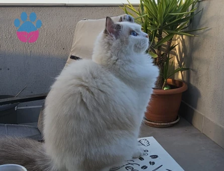 Ragdoll kızımıza Ragdoll eş arıyoruz