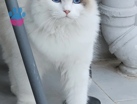 Ragdoll kızımıza Ragdoll eş arıyoruz