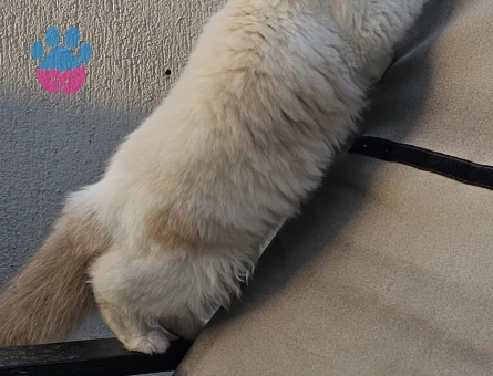 Ragdoll kızımıza Ragdoll eş arıyoruz