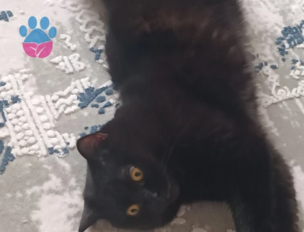 British Shorthair Paşa Eş Arıyor 1 Yaşında