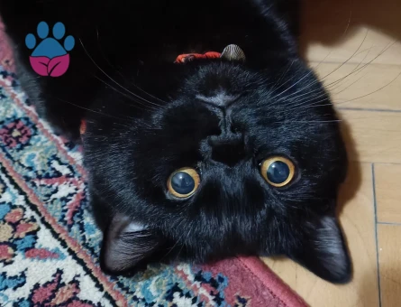 British Shorthair Paşa Eş Arıyor 1 Yaşında