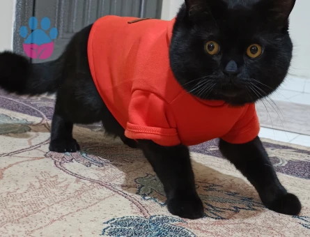 British Shorthair Paşa Eş Arıyor 1 Yaşında