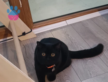 British Shorthair Paşa Eş Arıyor 1 Yaşında