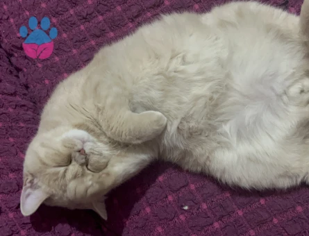 British Shorthair 1 Yaşında Eş Arıyor