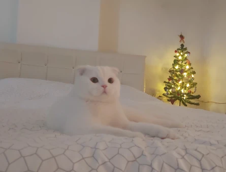 Scottish Fold Eş Arıyor - 118965118