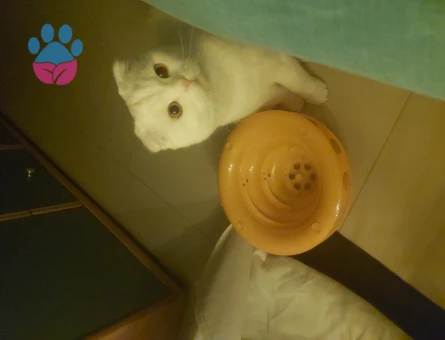 Scottish Fold Eş Arıyor