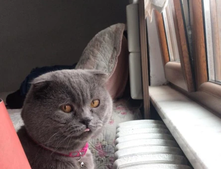 Scottish Fold 3 Yaşında Eş Arıyor - 118965119