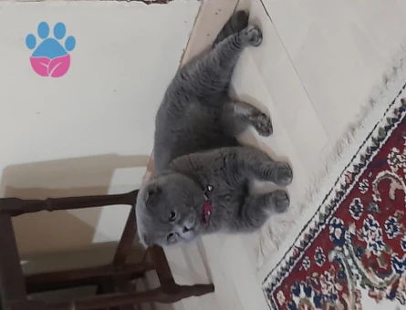 Scottish Fold 3 Yaşında Eş Arıyor