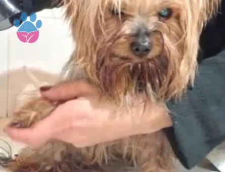 Yorkshire Terrier Erkek Kızgınlıkta