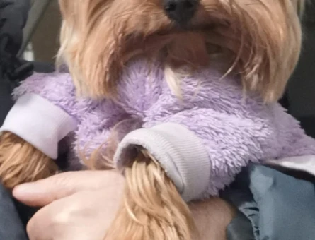 Yorkshire Terrier Erkek Kızgınlıkta - 118965120