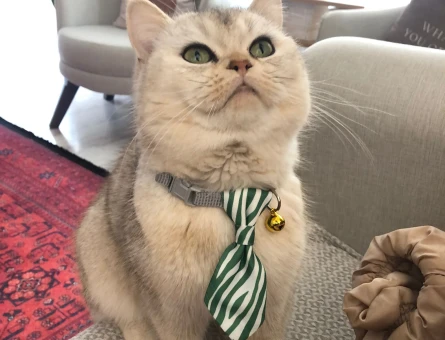 British Shorthair Oğluma Eş arıyoruz - 118965121