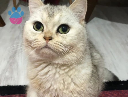 British Shorthair Oğluma Eş arıyoruz