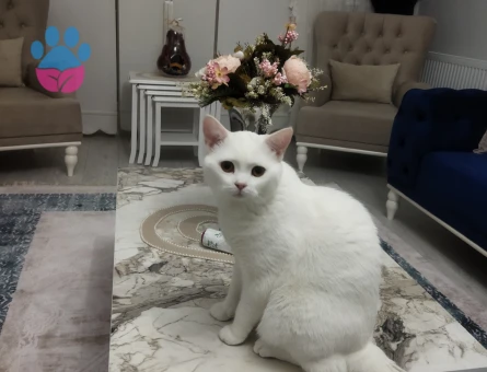 Erkek British Shorthair 1 Yaşında  Kedime Dişi Eş Arıyorum
